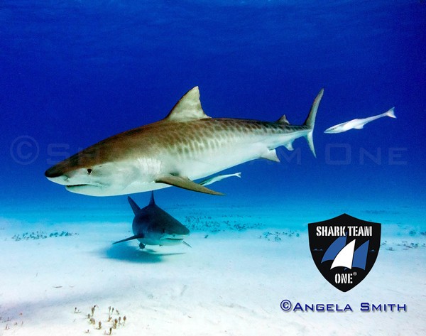 shark-team-one-4